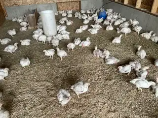 Fresh chicken for sale