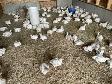 Fresh chicken for sale