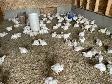 Fresh chicken for sale - Photo 2