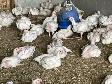 Fresh chicken for sale - Photo 3