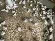 Fresh chicken for sale - Photo 5