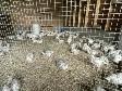 Fresh chicken for sale - Photo 6