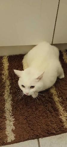 White Cat