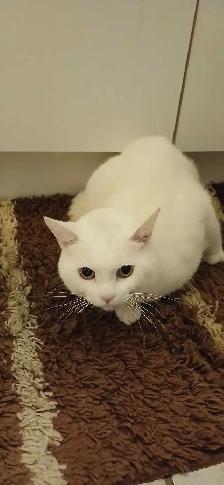 White Cat - Photo 2