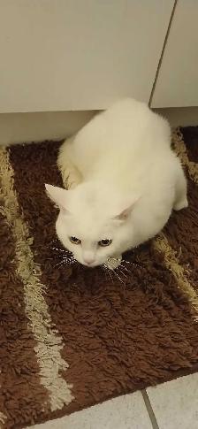 White Cat - Photo 3