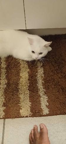 White Cat - Photo 4
