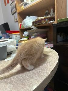 Kittens for rehoming