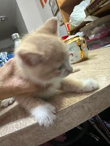 Kittens for rehoming - Photo 2