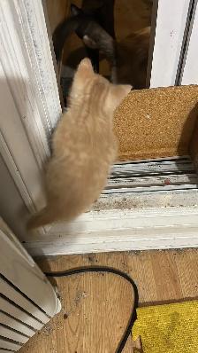 Kittens for rehoming - Photo 3