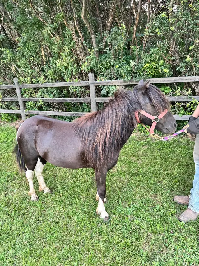 Halter broke Stud pony