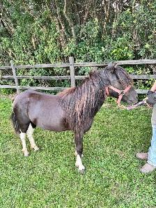 Halter broke Stud pony
