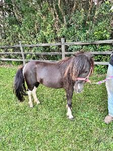 Halter broke Stud pony - Photo 2