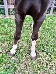 Halter broke Stud pony - Photo 3