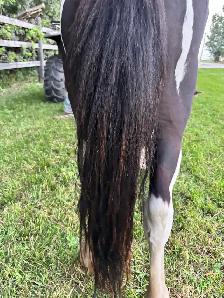 Halter broke Stud pony - Photo 4