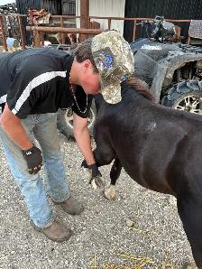 Halter broke Stud pony - Photo 5