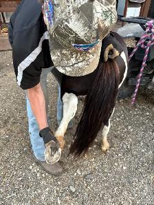 Halter broke Stud pony - Photo 6