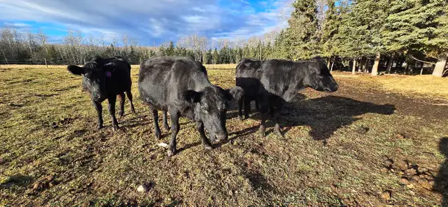 Black Angus Cross