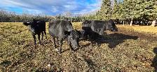Black Angus Cross