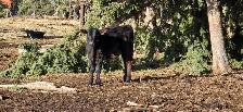 Black Angus Cross - Photo 2