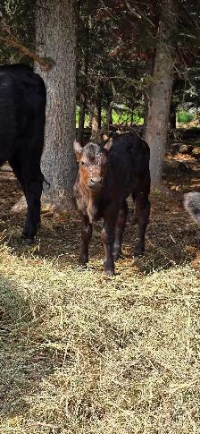 Black Angus Cross - Photo 3