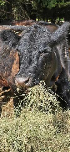 Black Angus Cross - Photo 4