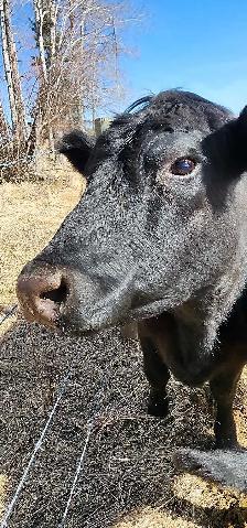 Black Angus Cross - Photo 5
