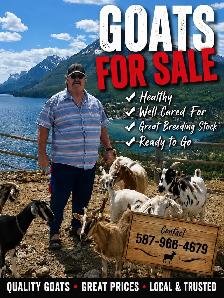 goats for sale