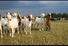 goats for sale - Photo 2