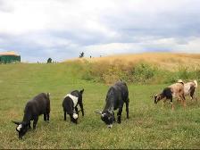 goats for sale - Photo 3
