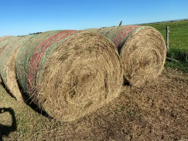horse hay