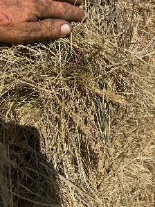 horse hay - Photo 2