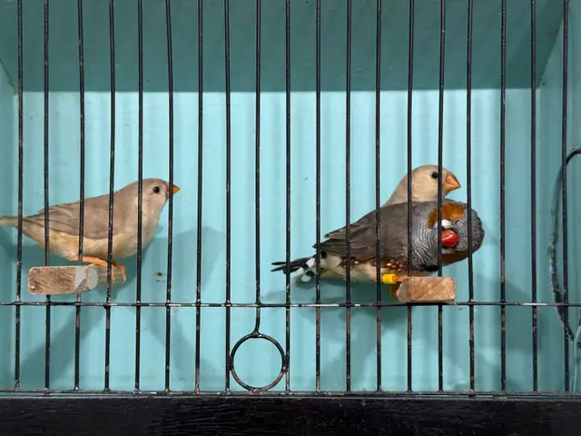 English zebra finches for sale