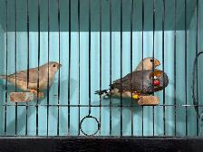 English zebra finches for sale