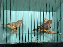 English zebra finches for sale - Photo 2
