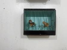 English zebra finches for sale - Photo 3