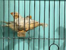 English zebra finches for sale - Photo 4