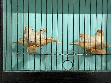 English zebra finches for sale - Photo 5