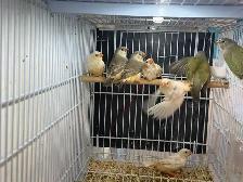 English zebra finches for sale - Photo 7