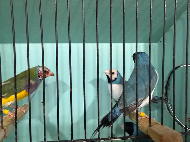 Gouldian finches for sale