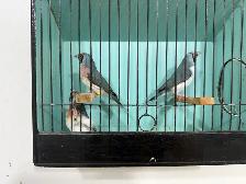 Gouldian finches for sale - Photo 2