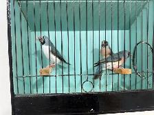 Gouldian finches for sale - Photo 3