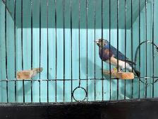 Gouldian finches for sale - Photo 4