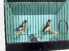 Gouldian finches for sale - Photo 5