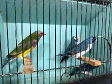 Gouldian finches for sale - Photo 6