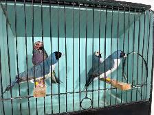 Gouldian finches for sale - Photo 7