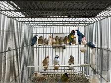 Gouldian finches for sale - Photo 8