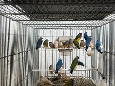 Gouldian finches for sale - Photo 9