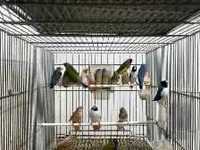 Gouldian finches for sale - Photo 10