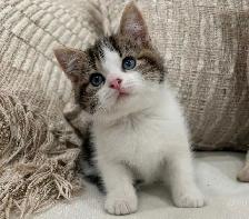 Chaton Sibérien hypoallergénique