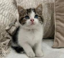 Chaton Sibérien hypoallergénique - Photo 2